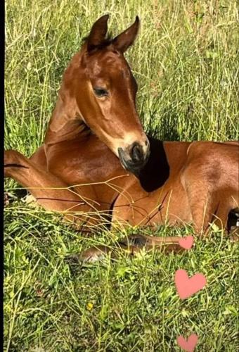 a brown horse laying in the grass at Studio Cosy Boxes Chevaux en sus in Agnez-lès-Duisans