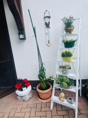 a white shelf with plants and flowers on it at Holla die Waldfee in Königerode