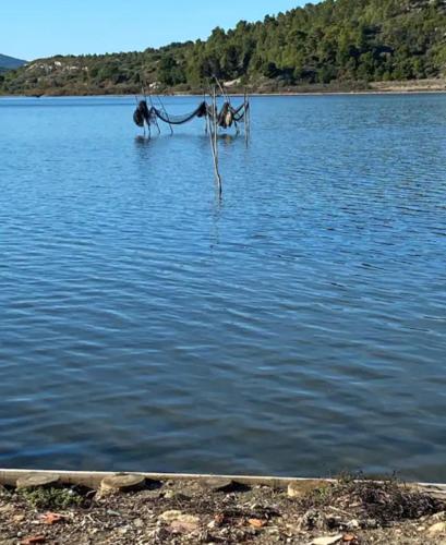 a branch in the middle of a body of water at La cave à Papé in Peyriac-de-Mer