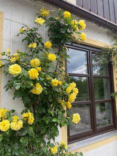 Zahrada ubytování Gästehaus Altes Fährhaus