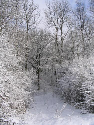 a group of trees covered in snow at B&B La Place Verte in Surice