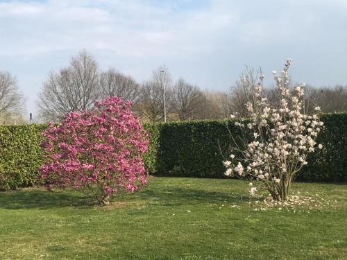 two bushes with pink flowers in a yard at IL SALICE in Novara
