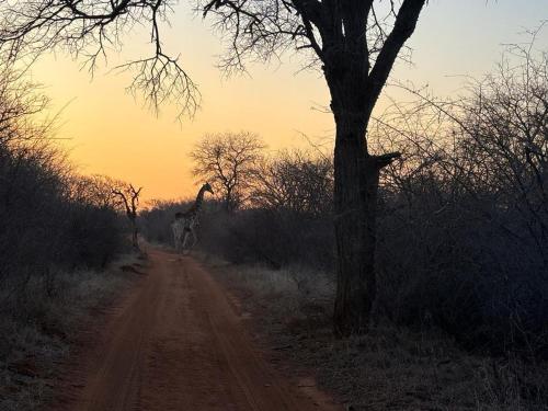 a giraffe walking down a dirt road with a tree at Camel Creek Safari Lodge in Thabazimbi