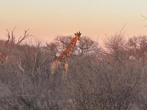 a giraffe standing in the midst of some trees at Camel Creek Safari Lodge in Thabazimbi