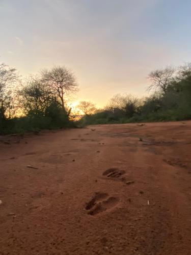 an animal track in the dirt on a dirt road at Camel Creek Safari Lodge in Thabazimbi