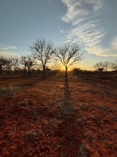 a tree in the middle of a field with the sunset at Camel Creek Safari Lodge in Thabazimbi