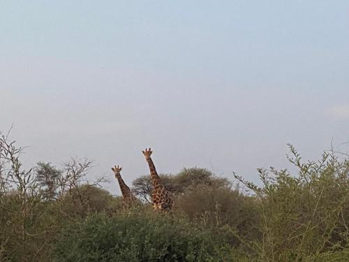 two giraffes are standing in the trees at Camel Creek Safari Lodge in Thabazimbi