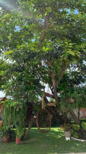 a tree with a basket in the middle of it at Hotel La Mar Playas in Playas