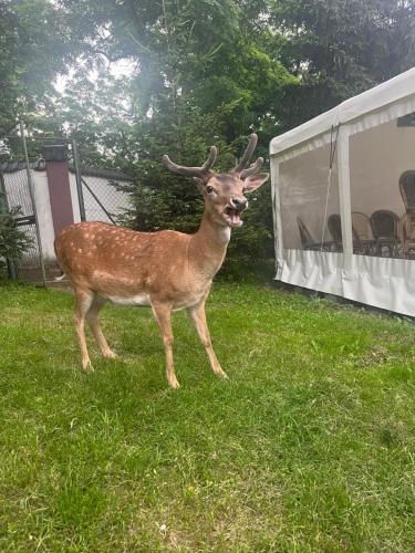 Živali poleg Nočitve z zajtrkom oz. v okolici