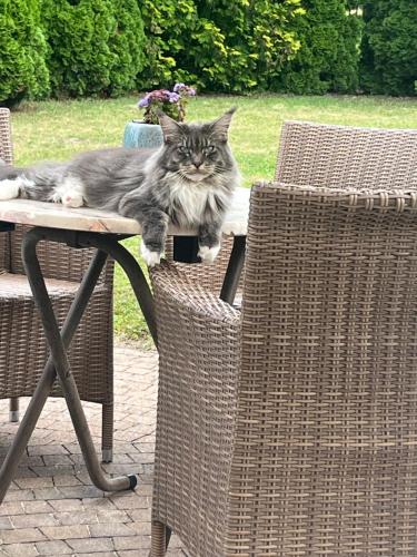 un chat allongé sur une table dans l'établissement Dworek Biesiadny, à Radzewice