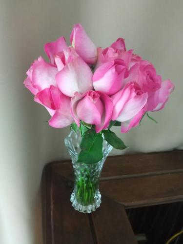 a vase filled with pink roses on a table at Hostel e Pousada Orquídea in Paraty