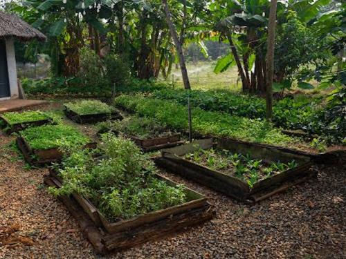a garden with four raised plants and trees at Lakeview Gardens in Xóm Ðá Dủng