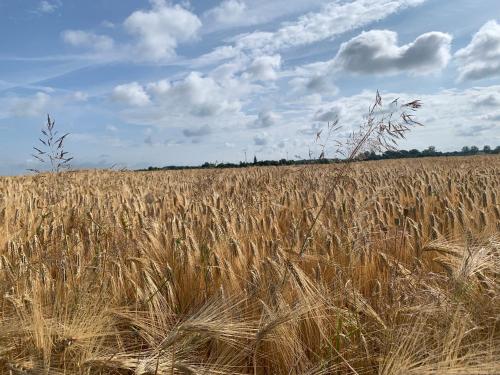 a field of tall brown grass with a blue sky at Żałesisko in Rypin
