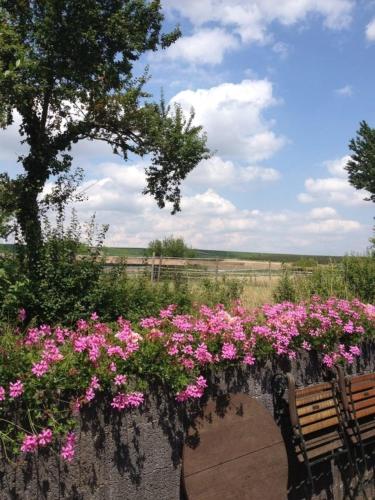 a bunch of flowers on a wall with a bench at Ferienwohnung Am Backhausgarten in Flonheim