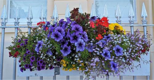 a bunch of flowers hanging from a white fence at The Osborne Apartments in Torquay