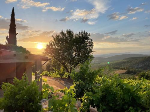 a view from a vineyard at sunset with a tree at Ático con terraza en Capçanes in Capsanes