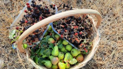 a basket full of fruits and plants in the grass at B&B da Giovanna Dimora del Turista in Santa Maria del Cedro