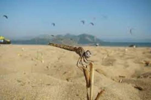 a stick in the sand on a beach at Apartman Antonela in Komin