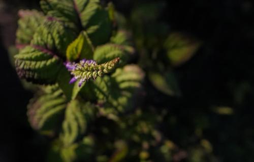 a close up of a plant with a butterfly on it at The Soul Marayoor Mudhouse - Munnar in Marayoor