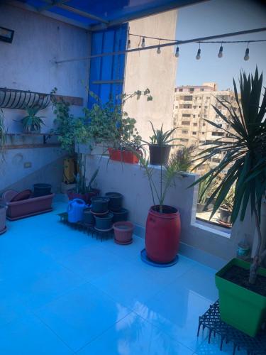 a room with a bunch of plants in pots at Paris st in Ismailia