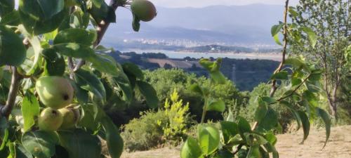 a bunch of apples hanging from a tree at Akkayalar Aerie House in Çepni