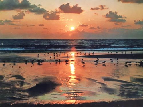 a flock of birds on a beach at sunset at Nordseeferienhaus-Alma in Niebüll