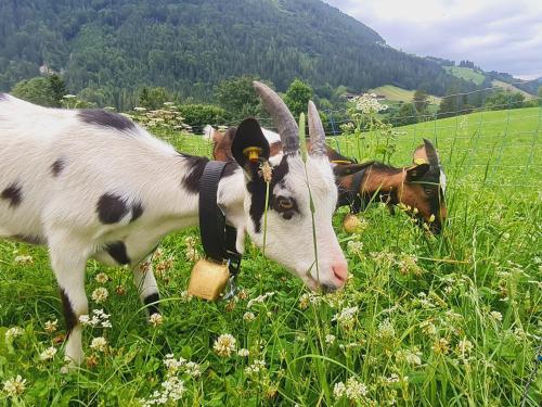 a group of goats grazing in a field of grass at Chalet der Erzstadl in Kirchberg in Tirol