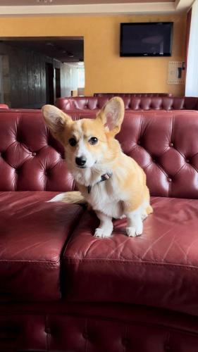 a small dog sitting on top of a leather couch at Hotel Halychyna in Ternopilʼ
