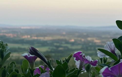a view from the top of a hill with purple flowers at Hotel Cider&Squash, Grncarska 8, Prnjavor in Batočina
