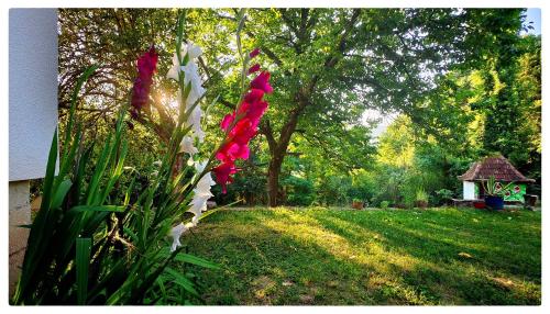 a group of red and white flowers in a yard at Zvezdano nebo in Svrljig
