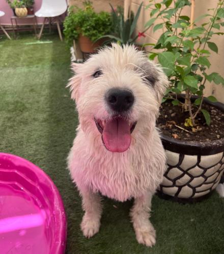 a white dog standing next to a pink frisbee at La casa de Bruno hotel canino in Ciudad Juárez