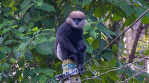 a monkey sitting on top of a pole at Urban Galle Villa in Galle
