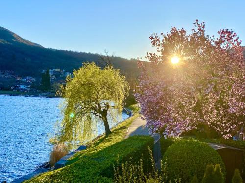 a tree with pink flowers next to a river at The Lake House in Caslano