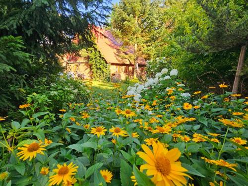 a garden of yellow flowers in front of a house at Warmiński dom nad jeziorem in Łomy