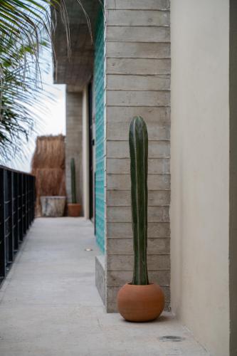 a cactus in a pot on the side of a building at Tropicalito Villa on the Beach in Tulum