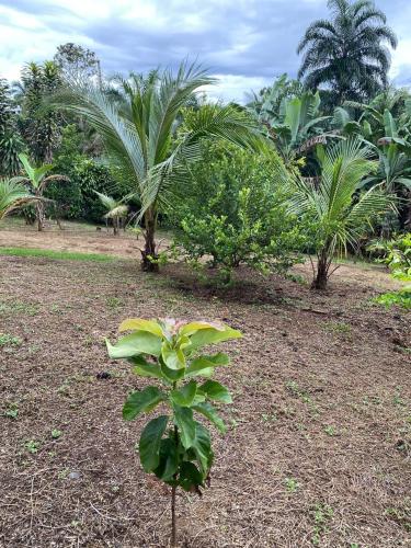 a plant in the middle of a field with palm trees at Casas La Chirincoca in San Isidro