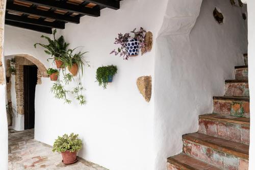 a white wall with potted plants on it at Casa Lunarito in Vejer de la Frontera