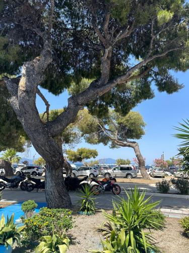 a tree in a parking lot with a motorcycle at Mimika studios in Pefki