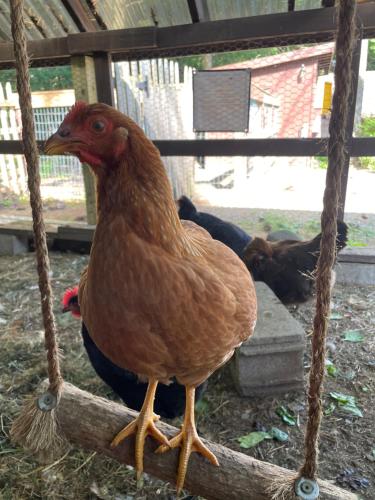 Binatang di motel atau berdekatan