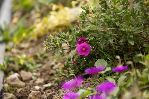 a group of purple flowers in a garden at Pierside Apartments Deluxe Accommodation in Portsalon