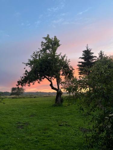 a tree in a field with the sunset in the background at Osada Karszewo, sauna bania, ryby in Karszewo