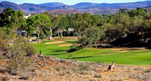 two meerkats standing on top of a golf course at Desert Palms Alice Springs in Alice Springs
