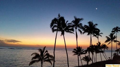 a group of palm trees on the beach at sunset at NEW Beachfront Condo in Hauula
