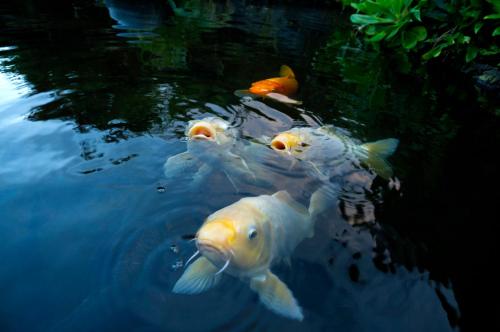 a group of goldfish swimming in the water at Hana Kai Maui - #2 Popolana Oceanfront studio in Hana