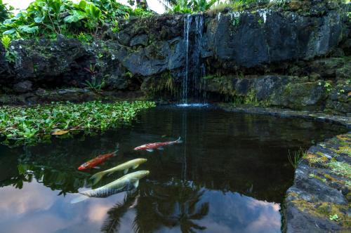 a pond with two koi fishes and a waterfall at Hana Kai Maui - #2 Popolana Oceanfront studio in Hana