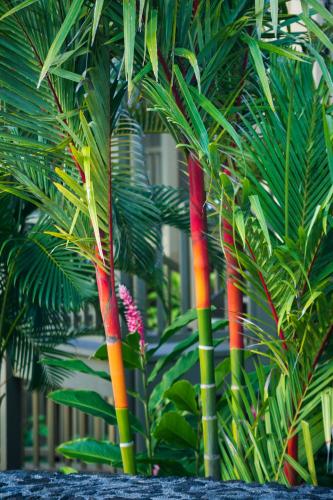 a group of colorful bamboo trees with leaves at Hana Kai Maui - #1 Waikaloa Oceanfront 1BR in Hana