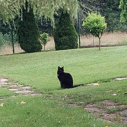 a black cat sitting in the grass in a field at Casa Candelas in Lugo de Llanera