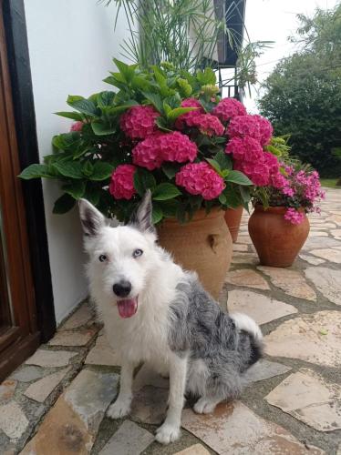a small dog standing in front of a pot of flowers at Casa Candelas in Lugo de Llanera