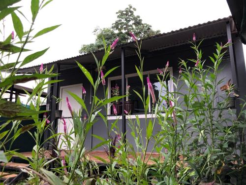 a garden in front of a house with plants at Apartamentos Equipados DMR #3 in Uvita