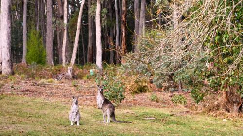 two animals standing in a field in a forest at The Daylesford Bush Retreat in Glenlyon